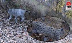 'Ormanın Hayaleti' Vaşak Güvenlik Kamerasına Yansıdı