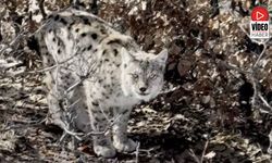 Köyün İçerisine Giren Vaşak Görüntülendi