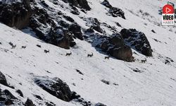 Kar Altında Yaban Keçilerinin Göçü