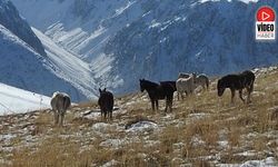 Munzur Dağları’nda Doğanın En Özgür Hali: Yılkı Atları