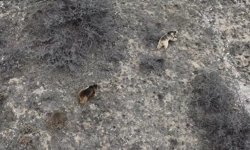 Erzincan'da kış uykusundan uyanan ayılar havadan görüntülendi