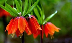 Kemaliye dağlarında ters laleler açtı