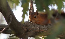 Kızıl sincap piknikçilerin neşesi oldu