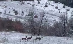 Refahiye’de Nadir Kızıl Geyik Görüntüsü