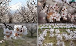 Çiçek Açan Ağaçların Görselliği Mest Etti