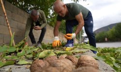 Ceviz Üreticilerine Antraknoz Uyarısı