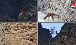 Dağ Keçisi Ailesi Yolcuların Kadrajına Girdi