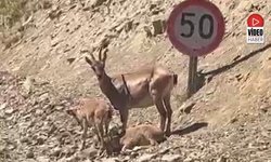 Dağ Keçileriyle Samimi Anlar Kamerada