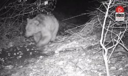 Foto kapana Yansıyan Yaban Hayatında Bahar Hareketliliği