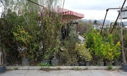 Erzincan'da Sebze Fidesi Sezonu Gecikti