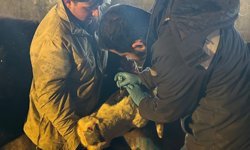 Çayırlı'da Büyükbaş Hayvanlara Aşılama Yapılıyor