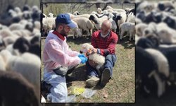 Kemah'ta Küçükbaş Hayvanlar Aşılanarak Küpeleniyor