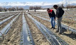 Üzümlü’de Erkenci Üretim Hamlesi