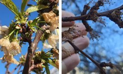 Erzincan'da Soğuk Şok: Kayısı Çiçekleri Karardı