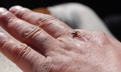 Erzincan'da Bahar Aylarıyla Birlikte Kene Uyarısı