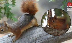 Kızıl Sincap Piknikçilerin Neşesi Oldu