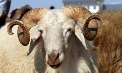 Diyanet 2026 Kurban Vekalet Bedellerini Açıkladı