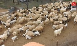 Erzincan Yaylalarında Sevimli Telaş