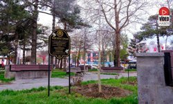 Masumiyet Çınarları, Kaybedilen Canların Hatırasını Yaşatacak