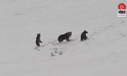 Munzur Dağları'nda Anne Ayı Ve Yavruları Kamerada