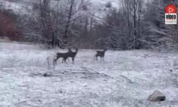 Refahiye’de Nadir Kızıl Geyik Görüntüsü