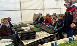 Erzincan'da Seralarda Fide Denetimi Sürüyor