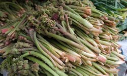 Doğu’nun “Yayla Muzu” Işkın Erzincan’da Görücüde