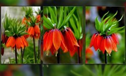 Kemaliye Dağlarında Ters Laleler Açtı