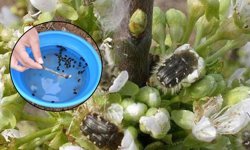 Meyve Üreticilerine 'Bakla Zınnı' Zararlısı Uyarısı