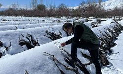 Çiftçilere Kritik Çağrı: Ürünlerinizi Dona Karşı Koruyun