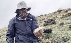 2 bin rakımda yetişen mantar altınla yarışıyor