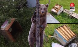 Üzümlü’de Ayı Kabusu Bitmiyor