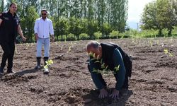 Bahçe Kültürleri Araştırma Enstitüsünden Aronya Çalışması