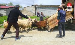 Kamyona Binmek İstemeyen Hayvanlar Üreticilere Zor Anlar Yaşattı