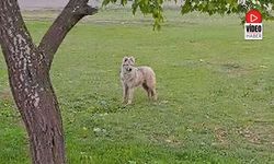 Bilinen Hiçbir Köpek Irkına Benzemiyor! Mahalleli Şaşkın