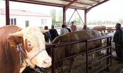 Erzincan'da Kurban Bayramı Hareketliliği Başladı