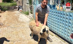 Erzincan'da Kaçan Kurbanlık Koyun 1 Saat Sonra Yakalandı