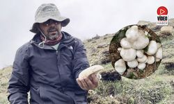 2 Bin Rakımda Yetişen Mantar Altınla Yarışıyor