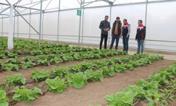 23 Dekarlık Serada Yılda 3 Ürün Hasadı