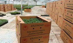 Erzincan Bahçe Kültürleri Enstitüsü Bölgenin Fide Üssü Oldu