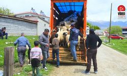 Erzincan'da Tulum Peyniri İçin Zorlu Yayla Yolculuğu Başladı