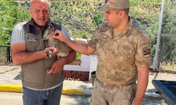 Yavru Dağ Keçisi Koruma Altına Alındı