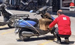 Şehrin Göbeğinde Oğul Veren Arılar İlgi Odağı Oldu