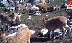 Munzur'un Sessiz Misafirleri Fotokapana Takıldı