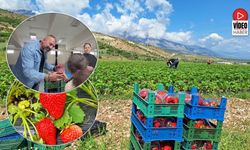 İlk Çilek Hasadı Öğrencilere İkram Edildi