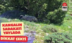 Kangalın Sadakati Yaylada Dikkat Çekti