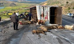 Canlı Hayvan Taşıyan Kamyon Kaza Yaptı, Koyunlar Telef Oldu