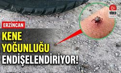 Erzincan’da Kene Yoğunluğu Endişelendiriyor