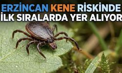 Erzincan Kene Riskinde İlk Sıralarda Yer Alıyor