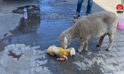 Koyununu Arabaya Koyup İl Müdürlüğüne Koştu